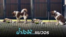 พี่หมาใจดี เจอน้องแมวจรผอมโซมาขอข้าวกิน เลยทำแบบนี้ นุดเห็นแล้วใจฟู