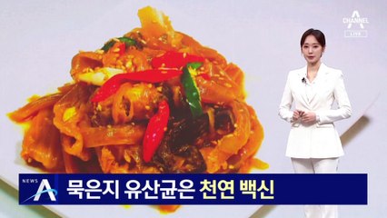 묵은지 유산균은 천연 백신…‘바이러스 퇴치’ 효능 첫 확인