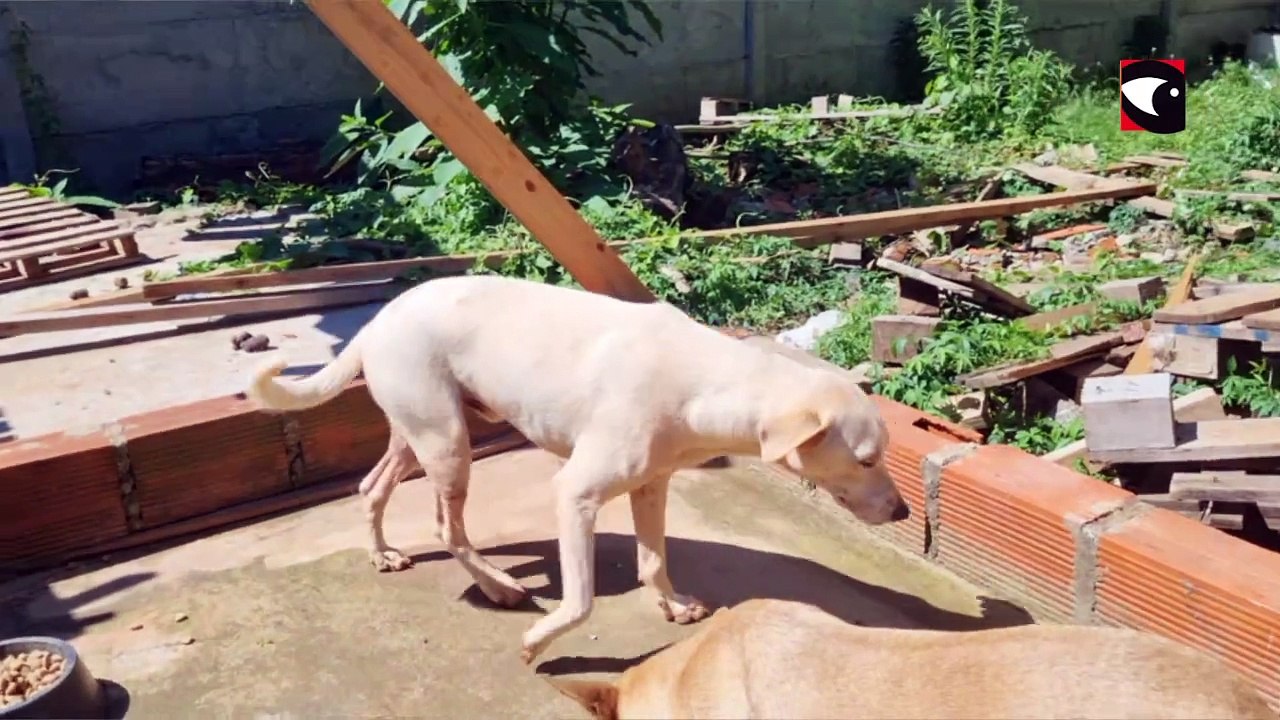 Cerca de 15 perros rescatados por Myrian Barthe aún esperan por un nuevo hogar y necesitan colaboración de alimentos y medicamentos