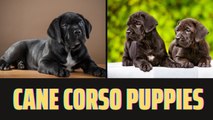 Cane Corso Puppies: Why They're the Perfect Companion for Your Family