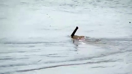 Mais quel est cette créature filmée dans une rivière du brésil... Monstre marin