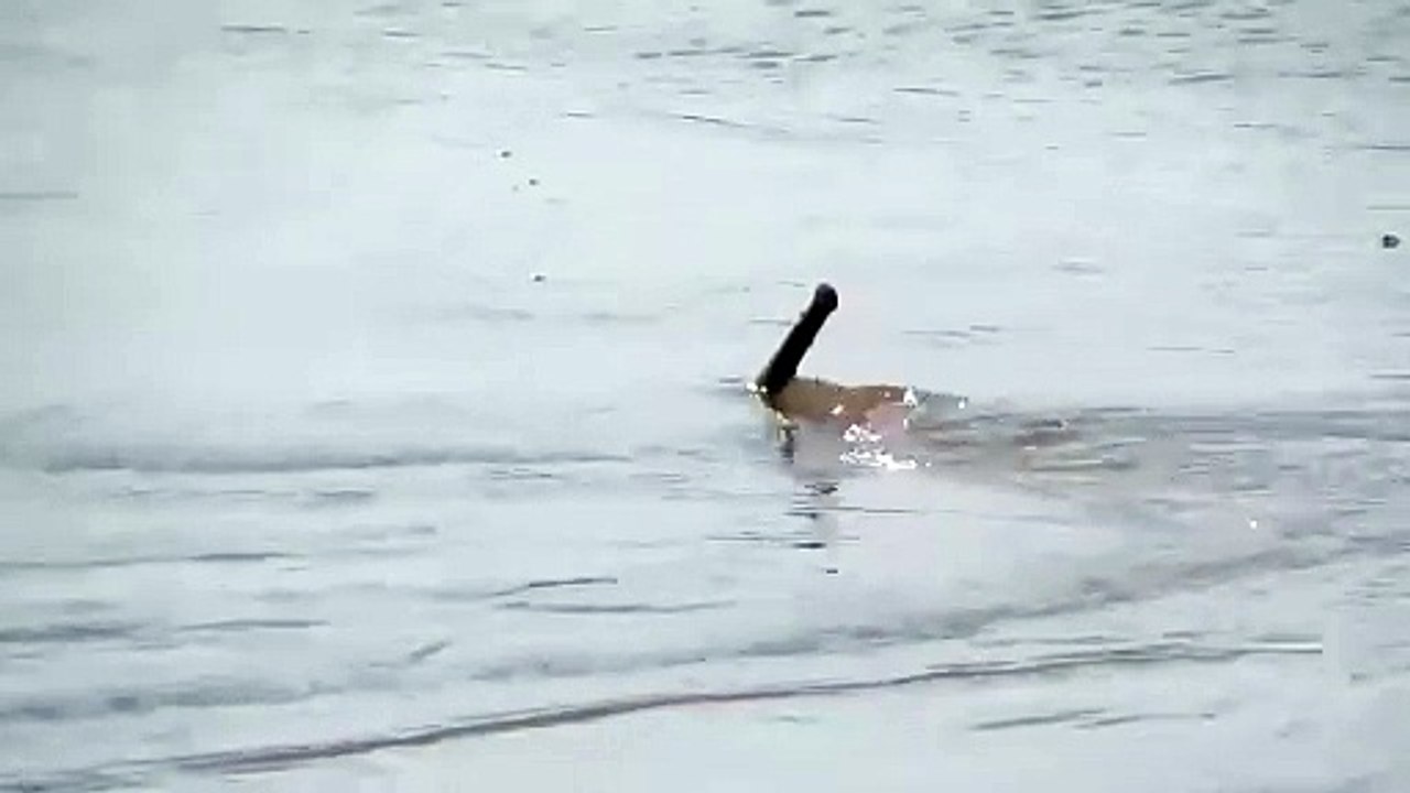 Mais quel est cette créature filmée dans une rivière du brésil... Monstre marin