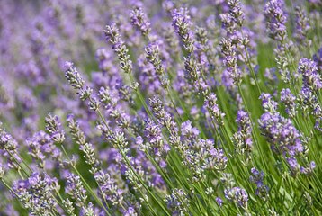 5 Beneficios Que No Sabías De La Lavanda Para Tu Salud