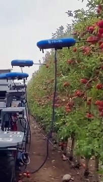 Des drones robots récoltent des pommes