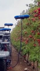 Des drones robots récoltent des pommes