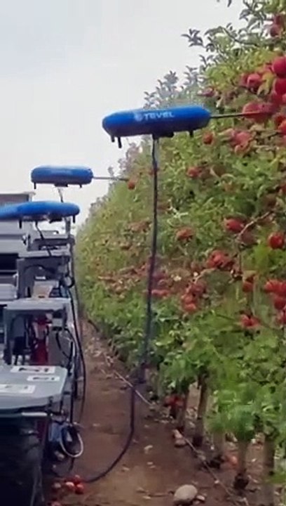 Des drones robots récoltent des pommes