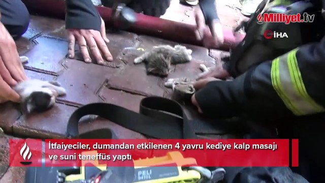 Yangından etkilenen yavru kedilere kalp masajı ve suni teneffüs