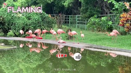 Baby farm animal moments- Hippopotamus, Horse, Rabbit, Sloth, Turkey & Wolf - Animal Video