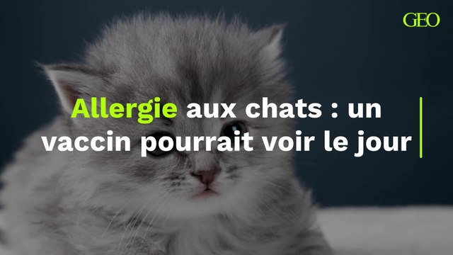 Allergie aux chats : un vaccin pourrait voir le jour