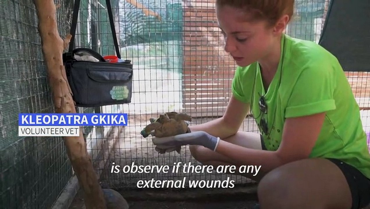 Battered tortoises make slow recovery from Greece fires