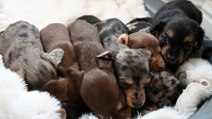 Must See! Weiner Dog Gives Birth to 11 Tiny Dachshund Puppies