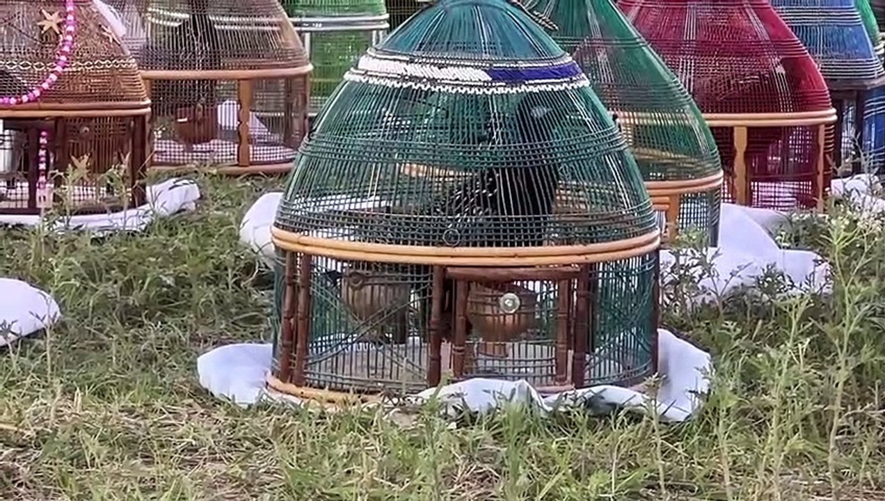 Black Francolin Sound Competition - 800 Kala Teetar Ka Muqabla - Mubashir Saddique - Village Food_2