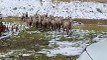 Grizzly Bear Chases Herd Of Big Horn Sheep