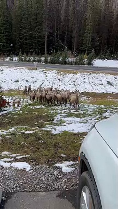 Grizzly Bear Chases Herd Of Big Horn Sheep