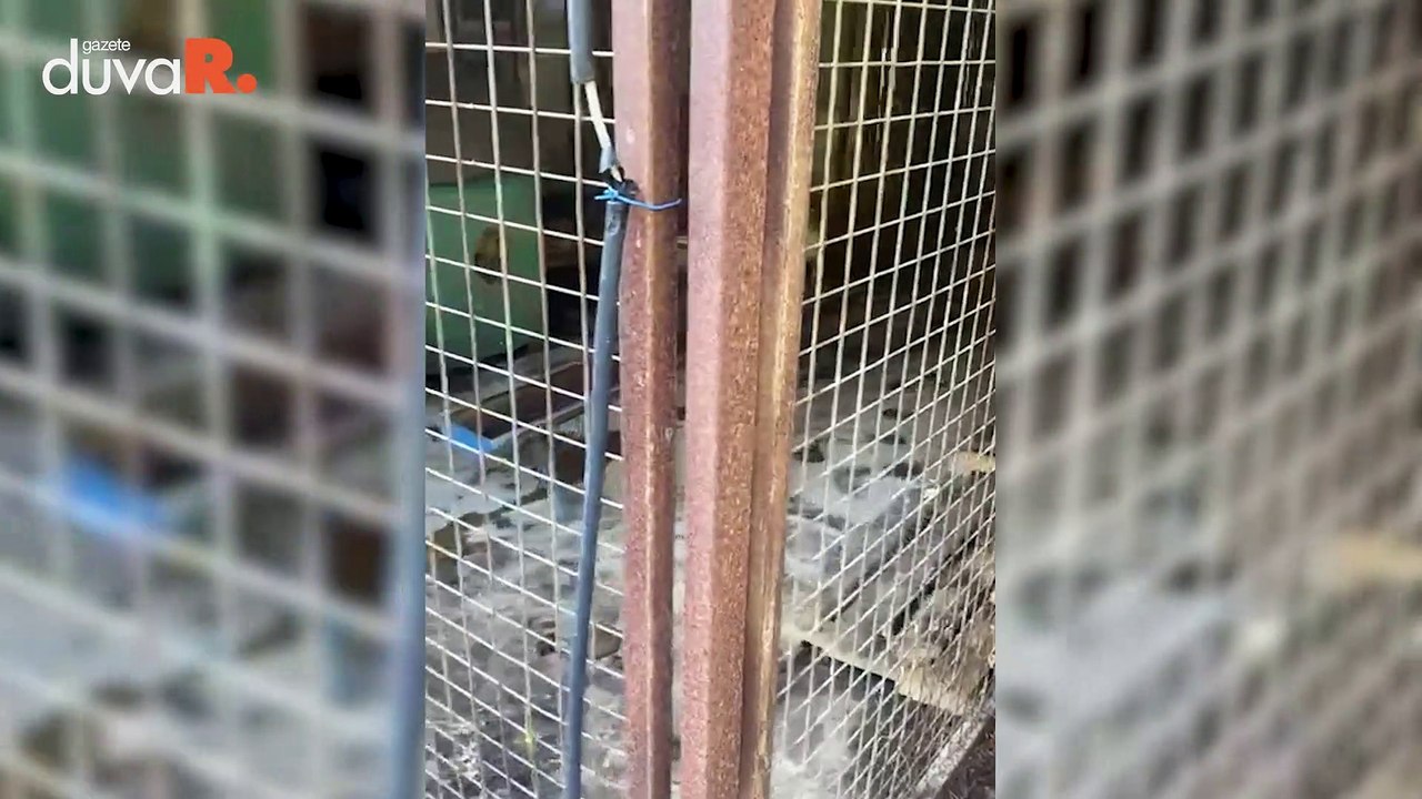 Antalya'da belediyelere ait barınaklarda toplu hayvan mezarları bulundu