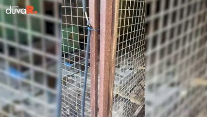 Antalya'da belediyelere ait barınaklarda toplu hayvan mezarları bulundu