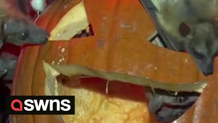 Flock of bats munch on spooky Jack-o'-lantern snack at Milwaukee Zoo