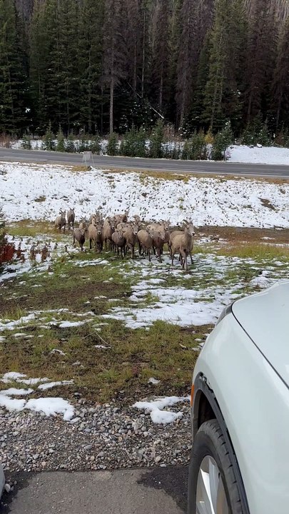 Grizzly Bear Chases Herd Of Big Horn Sheep
