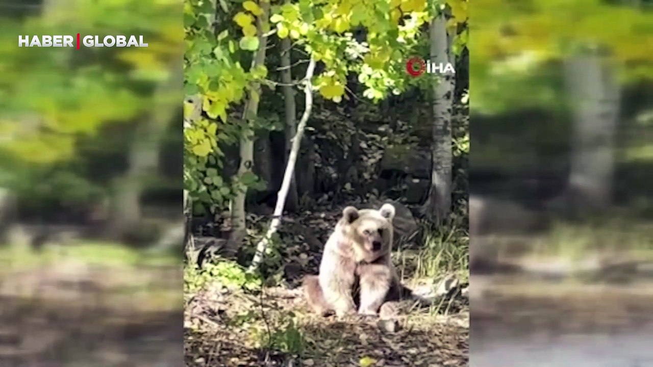 Yüksekovalı doğasever Nemrut’un ayılarını görüntüledi: Çok değişik hayvan türüyle karşılaşıyoruz