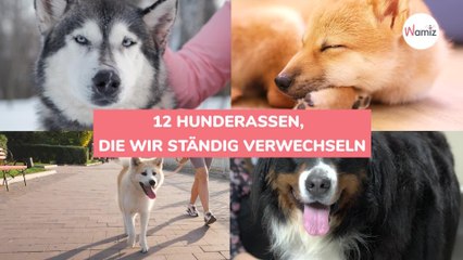 12 Hunderassen, die wir ständig verwechseln