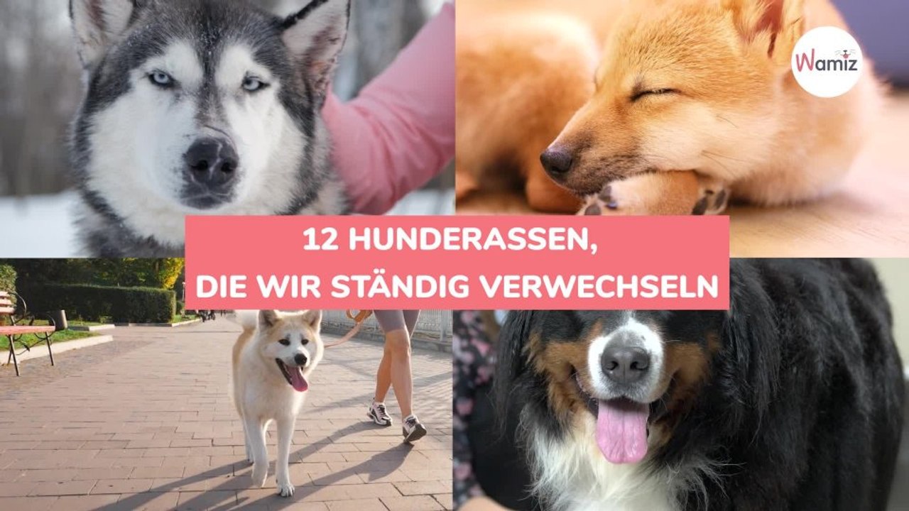 12 Hunderassen, die wir ständig verwechseln