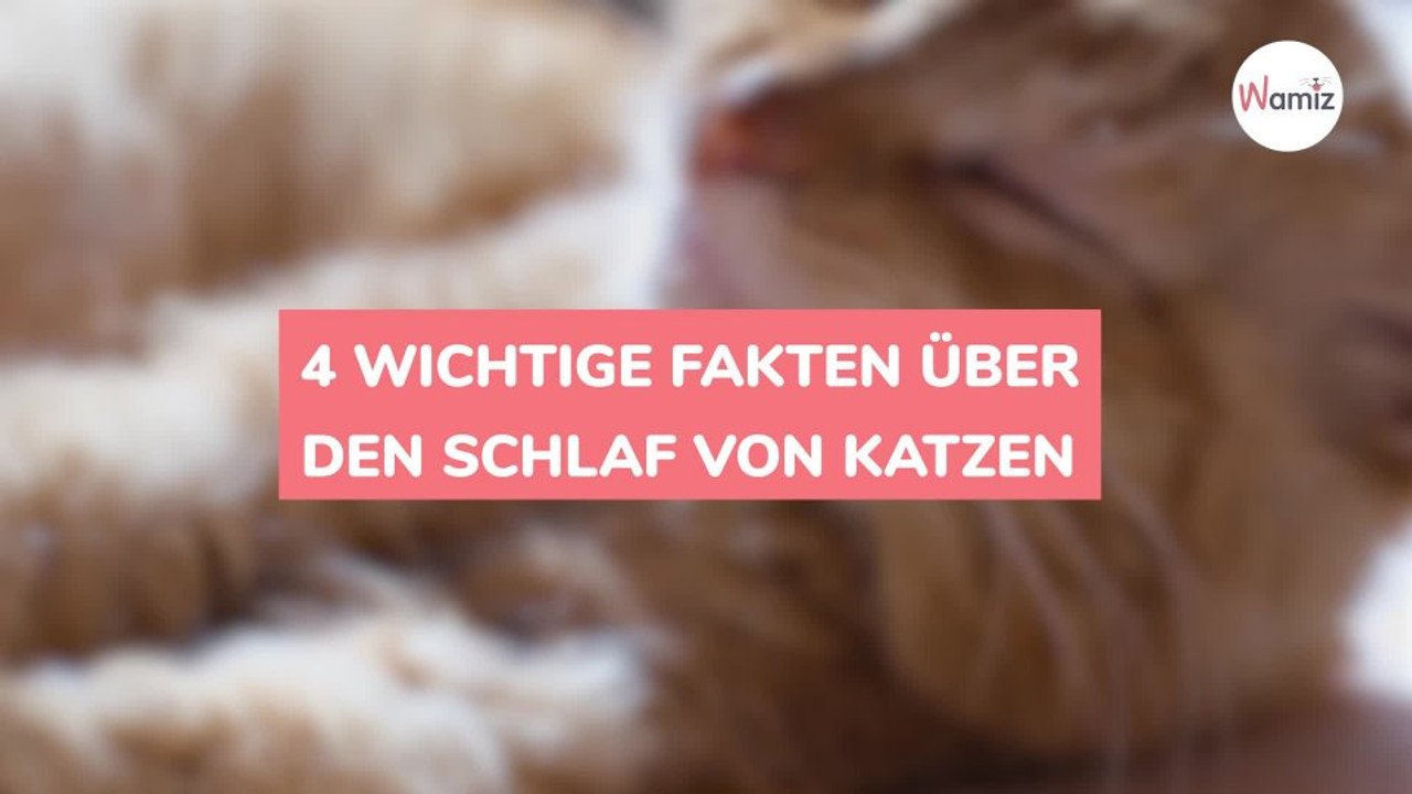 4 wichtige Fakten über den Schlaf von Katzen