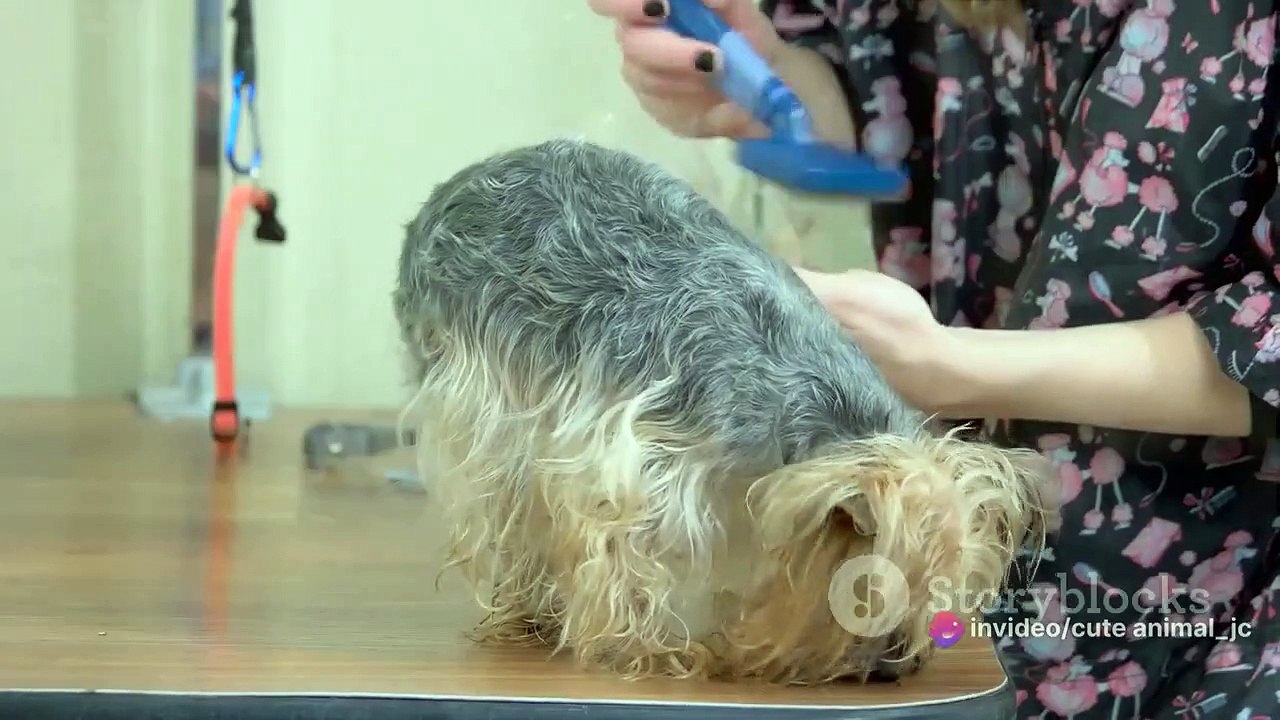 Doggy Spa Day: DIY Grooming Tips and Tricks