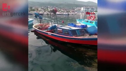 Teknesine çekemediği 4 metrelik köpek balığını, yüzdürerek iskeleye getirdi