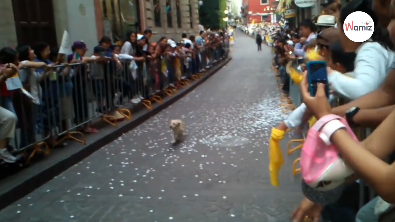 Tłumy wiwatują przed przyjazdem papieża, ale ten uroczy kundelek jest pewien, że to na jego cześć (video)