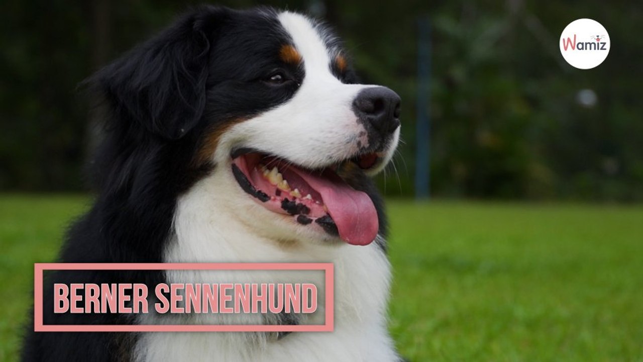 Berner Sennenhund