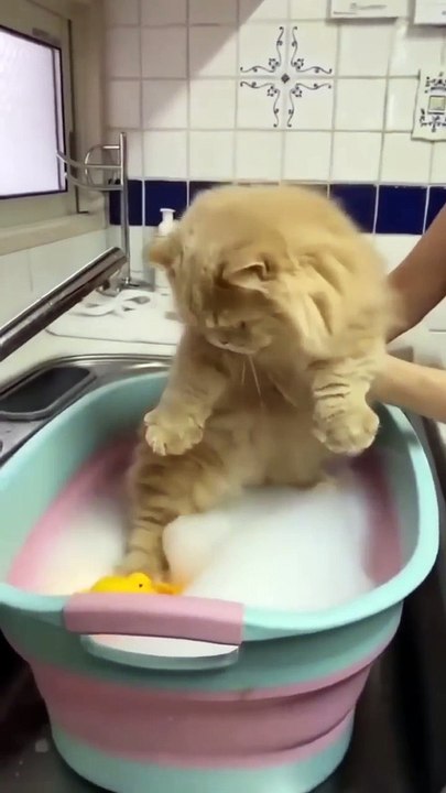 cat funny ah