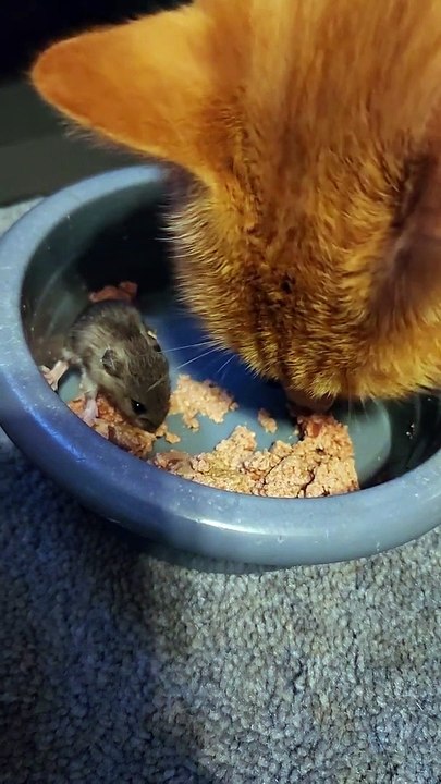 La souris se sert de la nourriture du chat