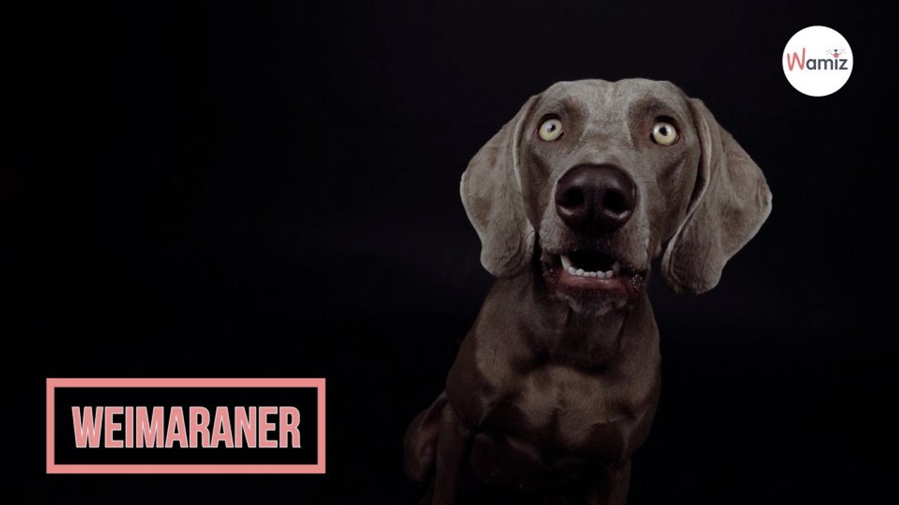 Weimaraner