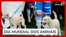 Fortaleza entra em campo com cães para incentivar adoção responsável