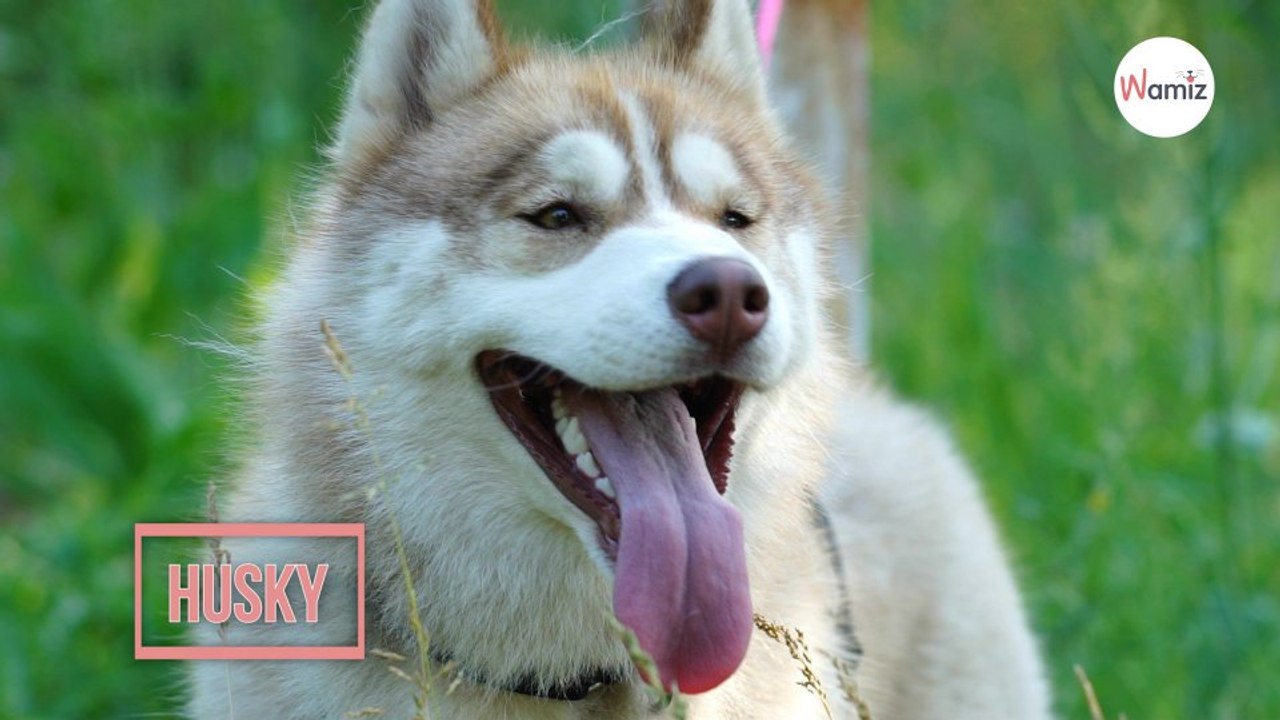 Husky