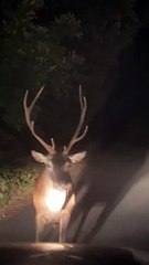 Deer Suddenly Turns And Charges Car