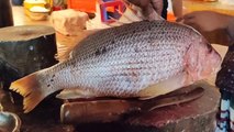 Big Red Snapper Fish Cutting By Expert Fish Cutter _ Amazing Fish Cutting