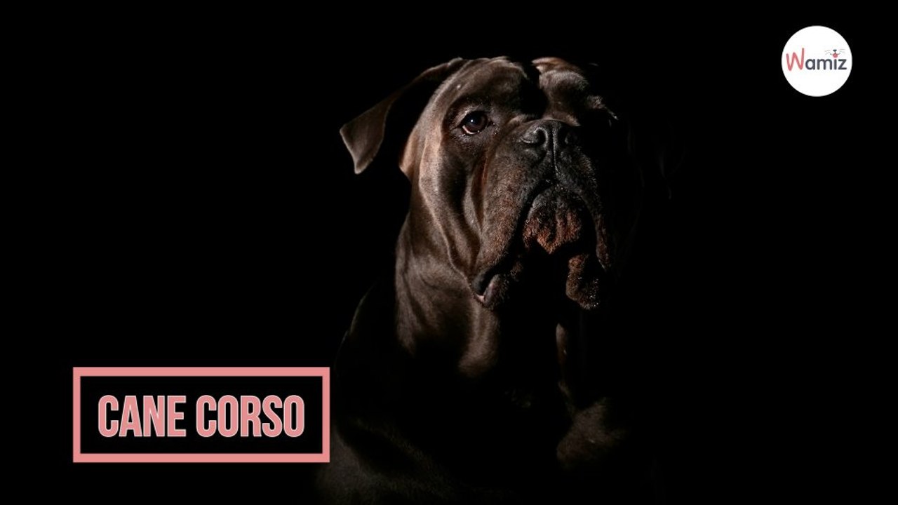 Cane Corso