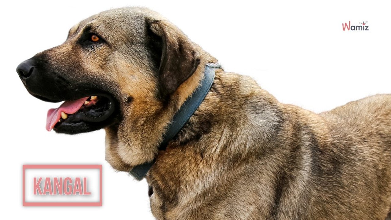 Kangal
