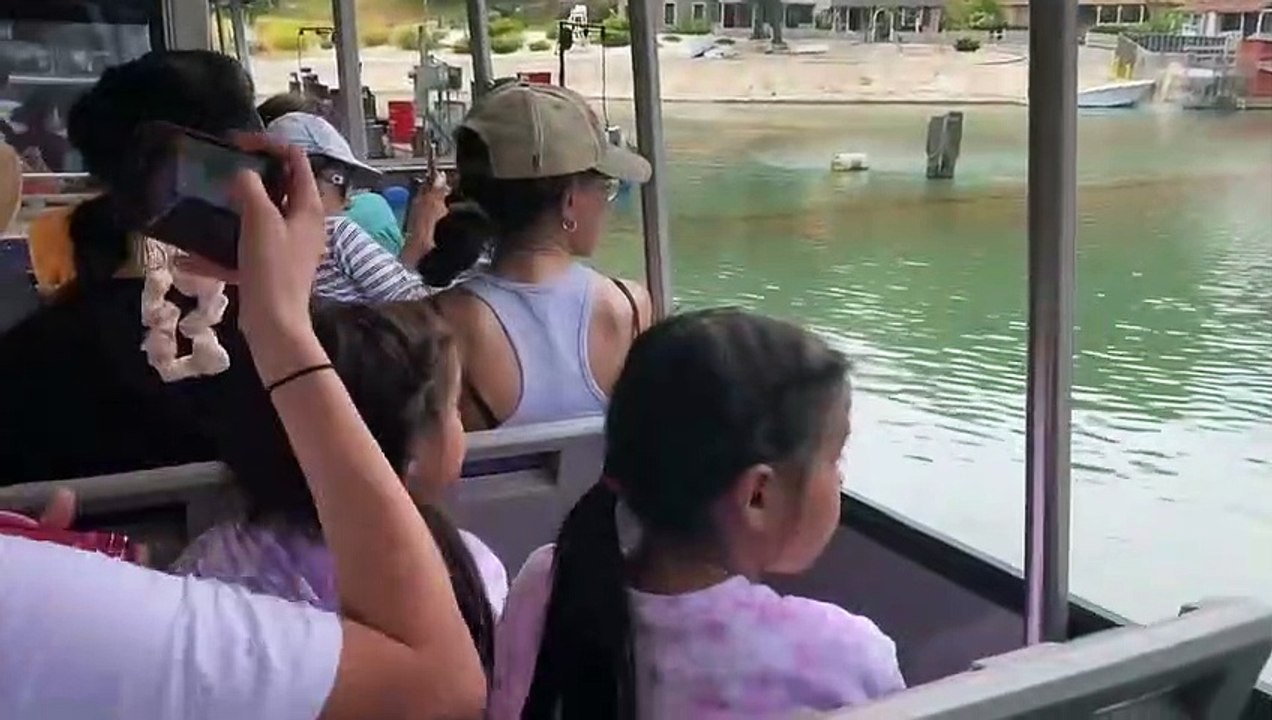Sharks!!!