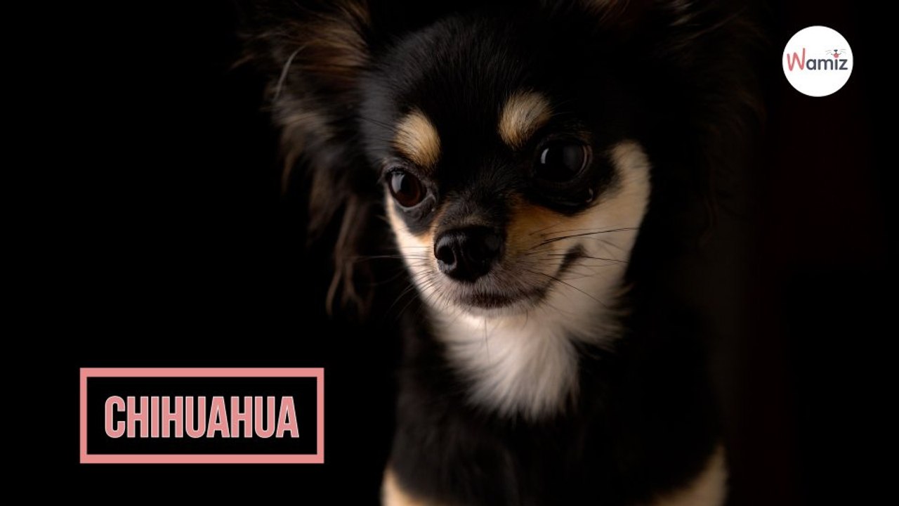 Chihuahua