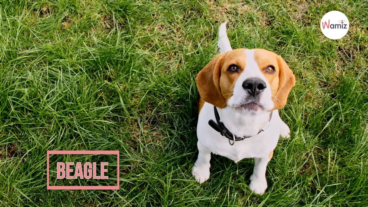 Beagle