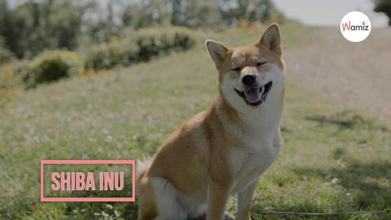 Shiba Inu