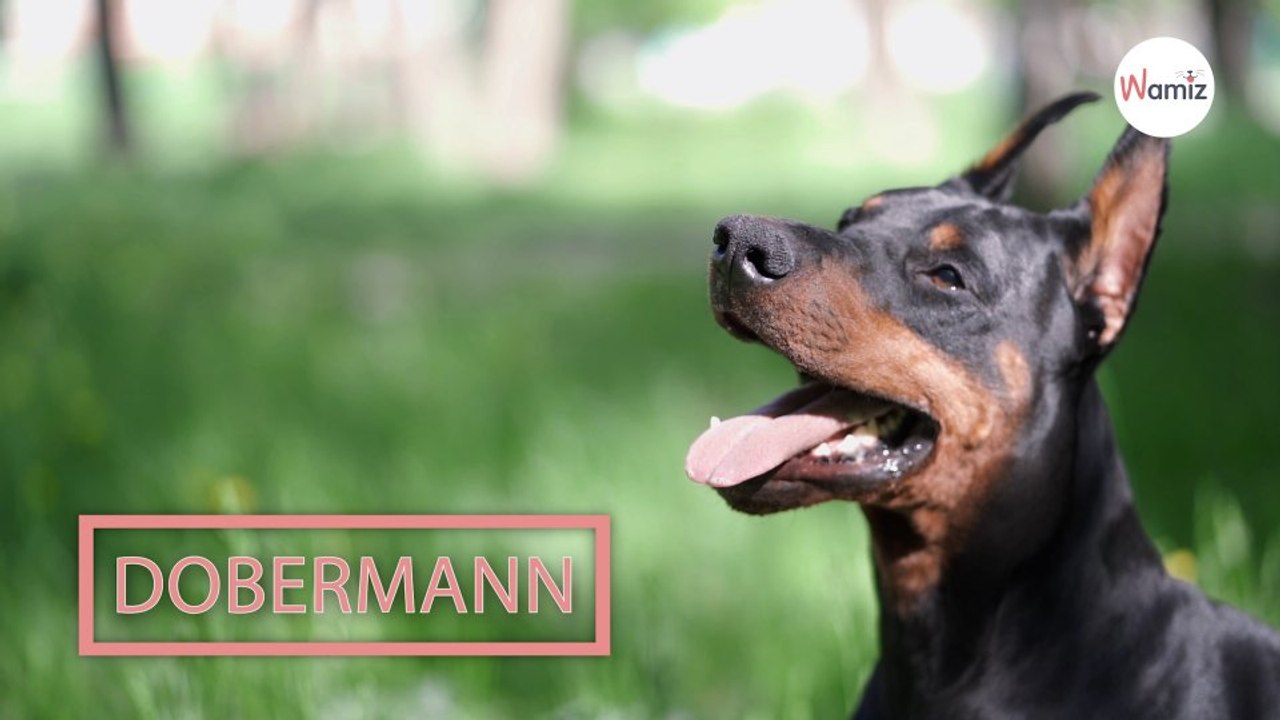 Dobermann
