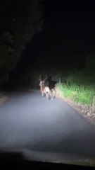 Deer Suddenly Turns And Charges Car