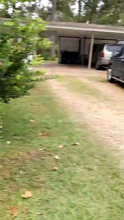 Pug Really Hates Halloween