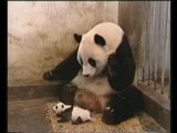 maman Panda grosse, grosse peur!!