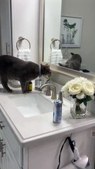 Le chat lèche la brosse à dents du propriétaire