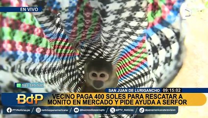 Download Video: Pide ayuda a Serfor: hombre paga S/400 para rescatar a monito de mercado en SJL