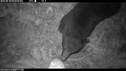 Les ours noirs ont un arbre préféré